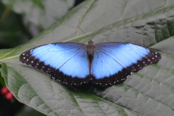 costaricamorphobutterfly