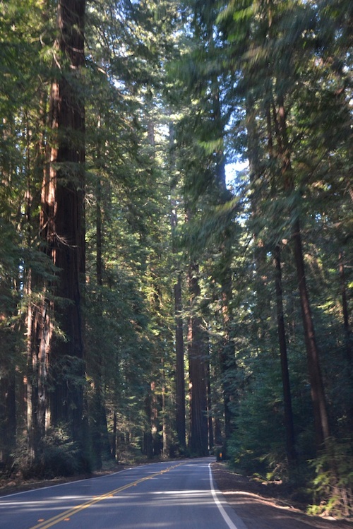 Enjoy Roadside Attractions along California's Redwood Highway Slow Family